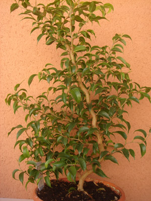 [Foto de planta, jardin, jardineria]