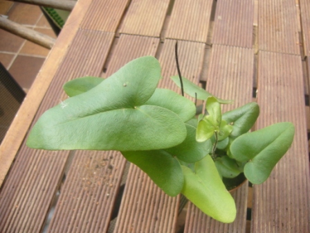 [Foto de planta, jardin, jardineria]