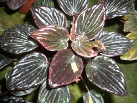 [Foto de planta, jardin, jardineria]