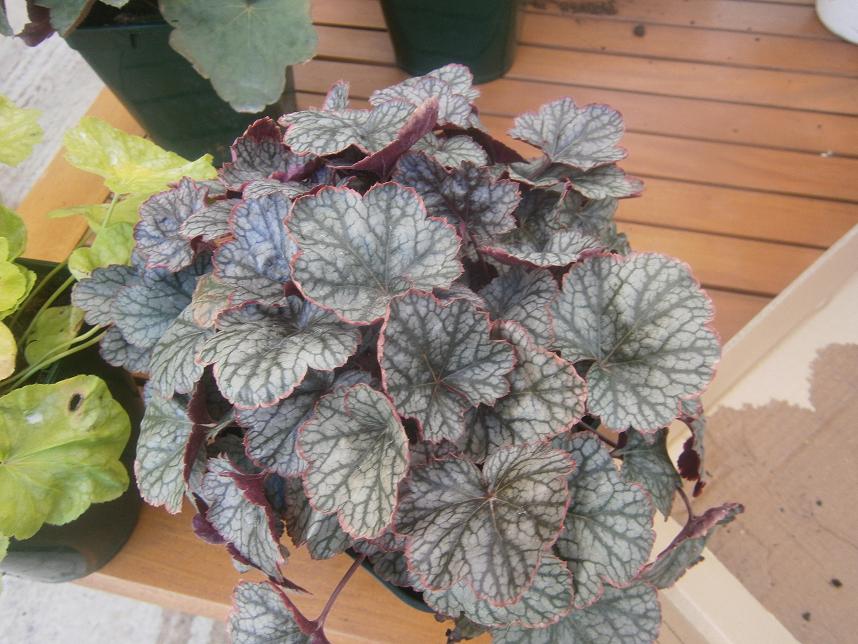 [Foto de planta, jardin, jardineria]