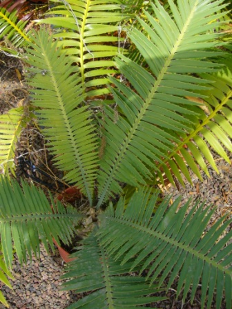 [Foto de planta, jardin, jardineria]