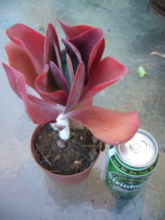 [Foto de planta, jardin, jardineria]