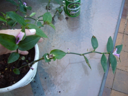 [Foto de planta, jardin, jardineria]