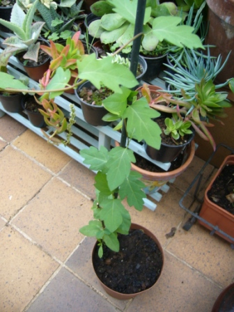 [Foto de planta, jardin, jardineria]