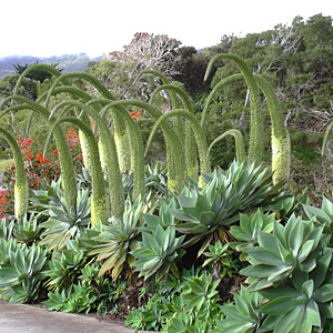 Galán de Noche (Cestrum Nocturnum) comprar - Sierra Bella Viveros