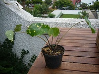 [Foto de planta, jardin, jardineria]