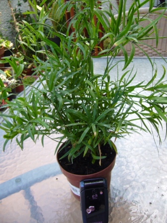 [Foto de planta, jardin, jardineria]
