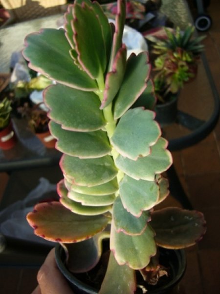 [Foto de planta, jardin, jardineria]