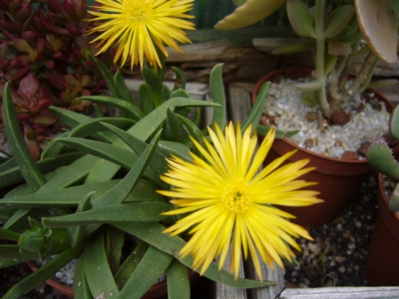 [Foto de planta, jardin, jardineria]