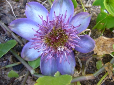 [Foto de planta, jardin, jardineria]