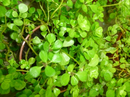 [Foto de planta, jardin, jardineria]