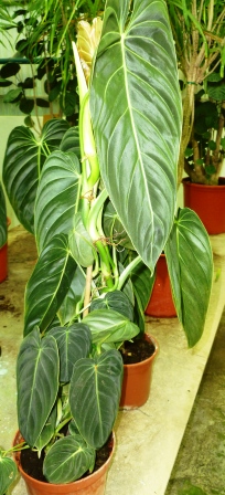 [Foto de planta, jardin, jardineria]
