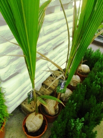 [Foto de planta, jardin, jardineria]