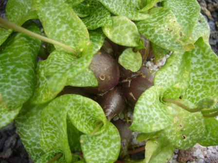 [Foto de planta, jardin, jardineria]