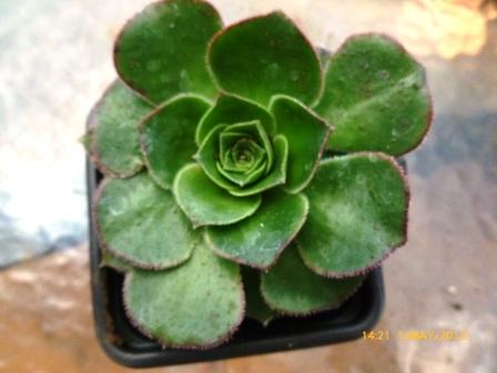 [Foto de planta, jardin, jardineria]