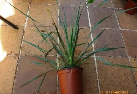 [Foto de planta, jardin, jardineria]