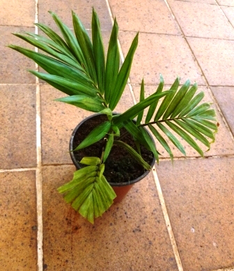 [Foto de planta, jardin, jardineria]