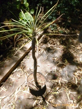[Foto de planta, jardin, jardineria]
