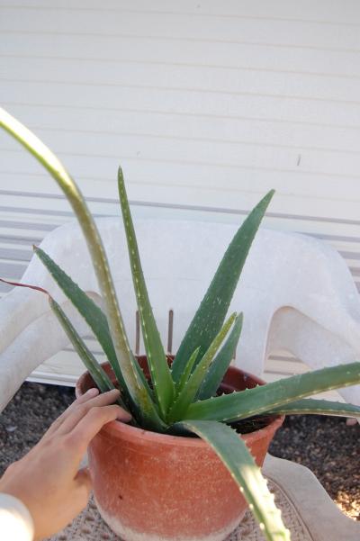 [Foto de planta, jardin, jardineria]