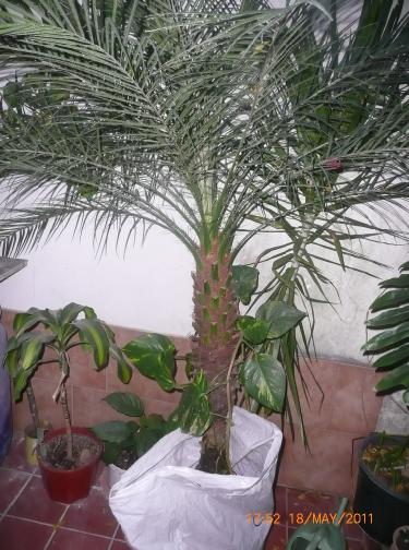 [Foto de planta, jardin, jardineria]