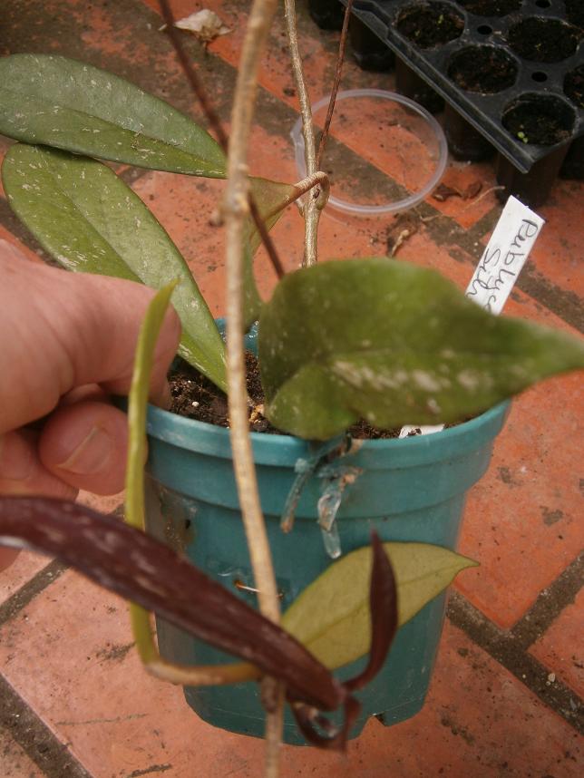 [Foto de planta, jardin, jardineria]