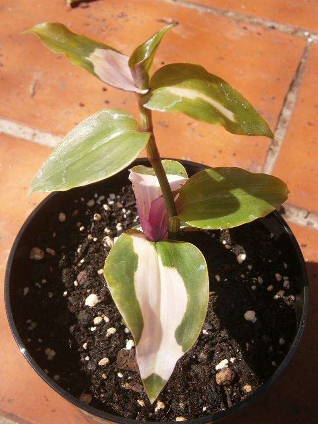 [Foto de planta, jardin, jardineria]