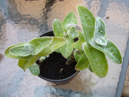 [Foto de planta, jardin, jardineria]