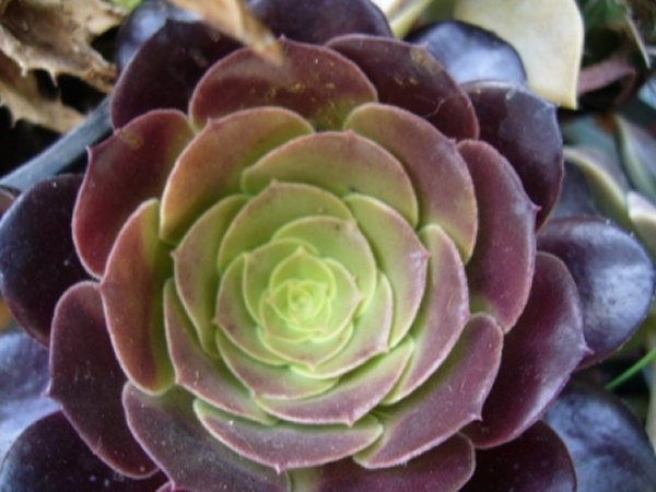 [Foto de planta, jardin, jardineria]