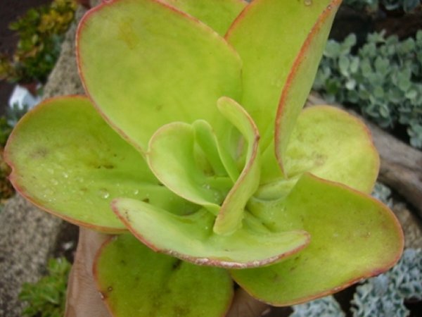 [Foto de planta, jardin, jardineria]