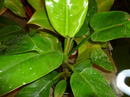 [Foto de planta, jardin, jardineria]