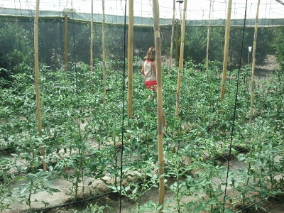 [Foto de planta, jardin, jardineria]