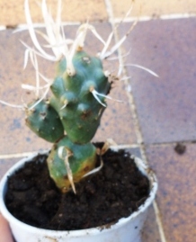 [Foto de planta, jardin, jardineria]