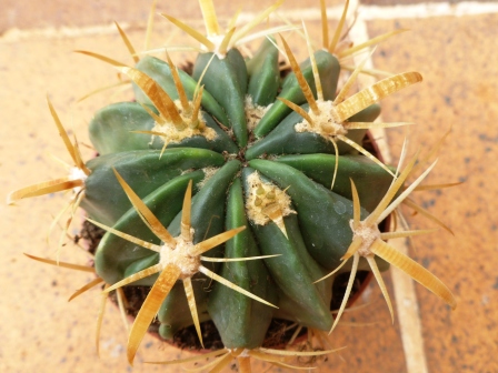 [Foto de planta, jardin, jardineria]