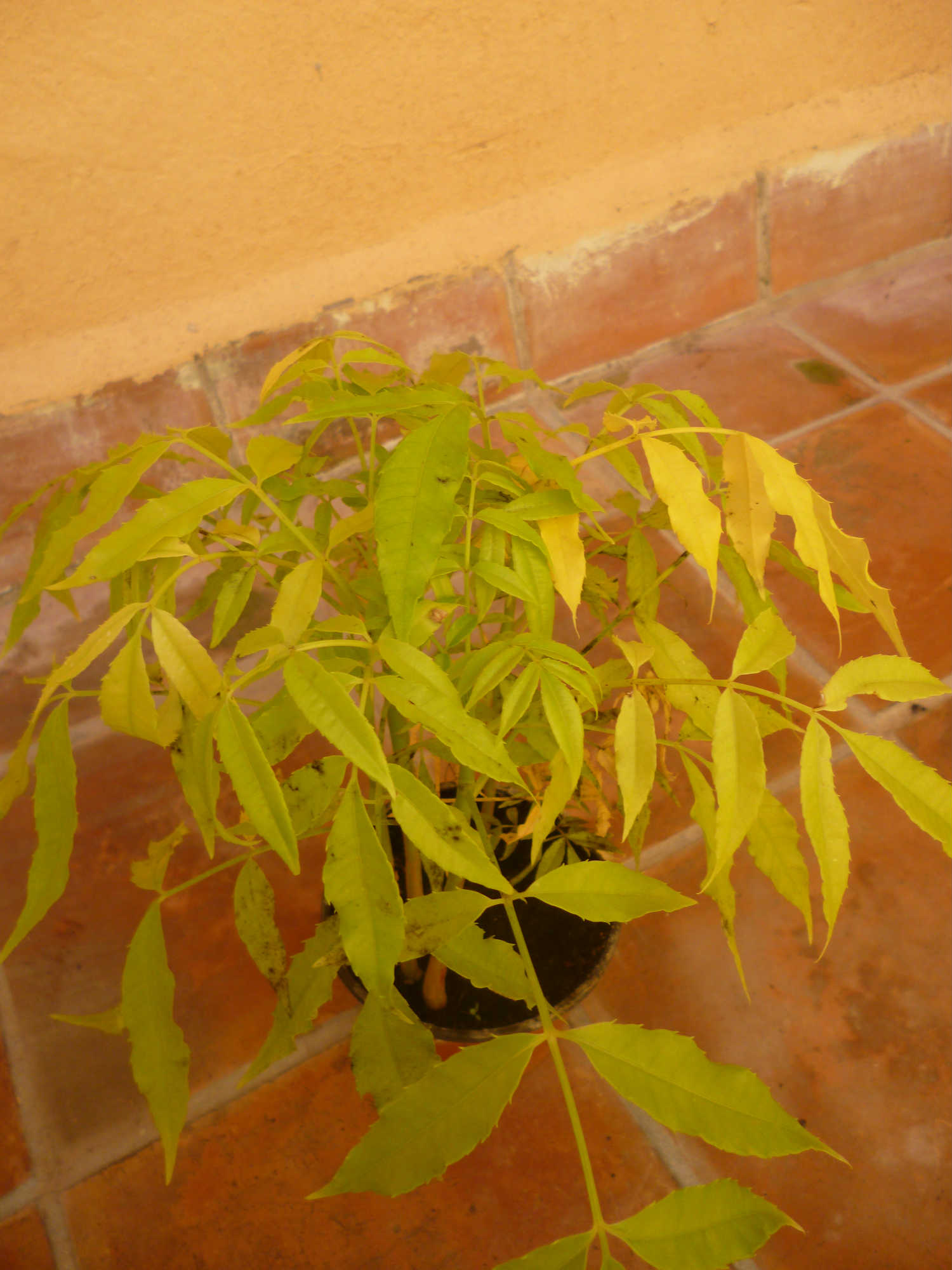 [Foto de planta, jardin, jardineria]