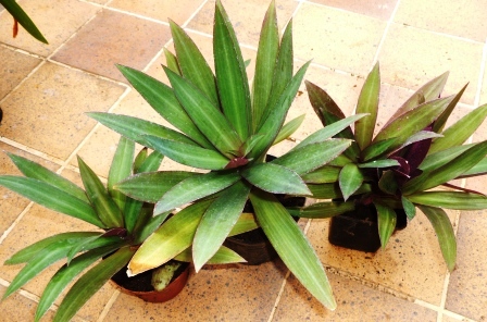 [Foto de planta, jardin, jardineria]