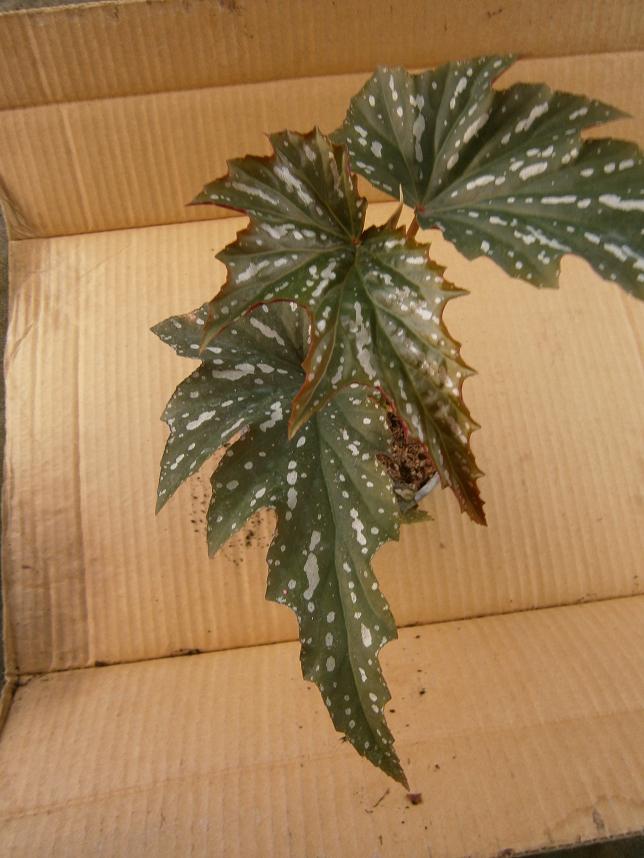 [Foto de planta, jardin, jardineria]