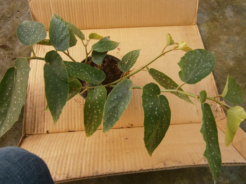 [Foto de planta, jardin, jardineria]