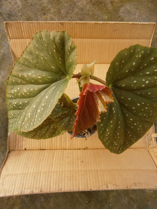 [Foto de planta, jardin, jardineria]