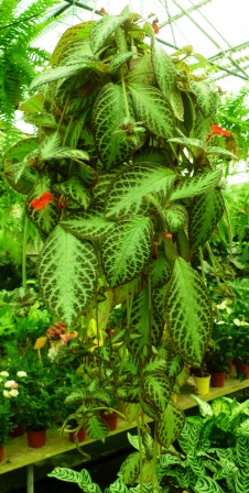 [Foto de planta, jardin, jardineria]