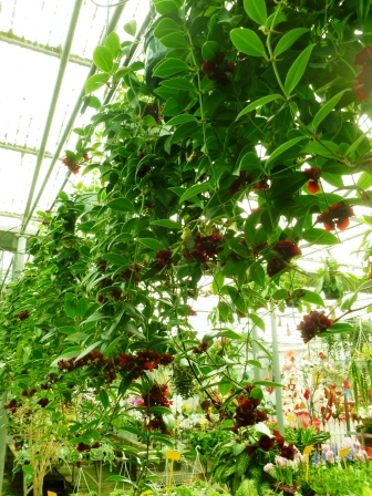 [Foto de planta, jardin, jardineria]