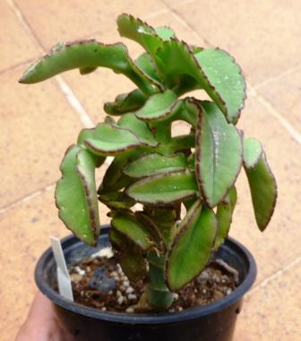 [Foto de planta, jardin, jardineria]