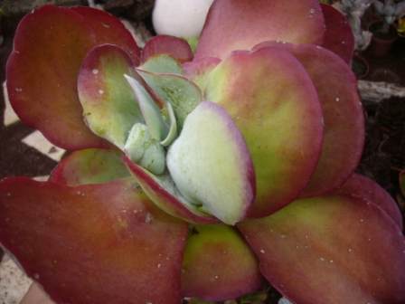 [Foto de planta, jardin, jardineria]