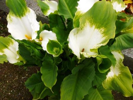 [Foto de planta, jardin, jardineria]