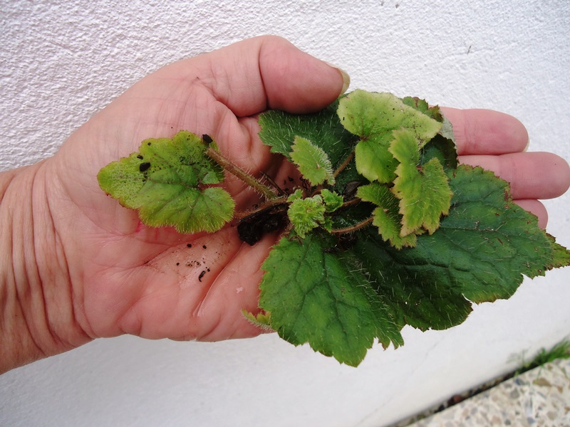 [Foto de planta, jardin, jardineria]