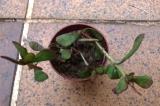 [Foto de planta, jardin, jardineria]