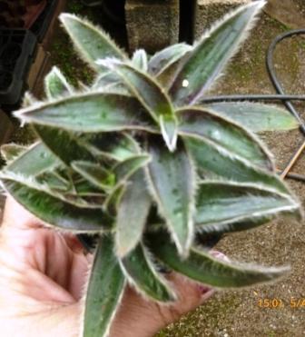 [Foto de planta, jardin, jardineria]