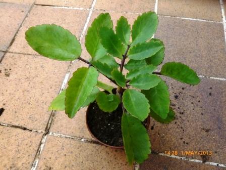 [Foto de planta, jardin, jardineria]
