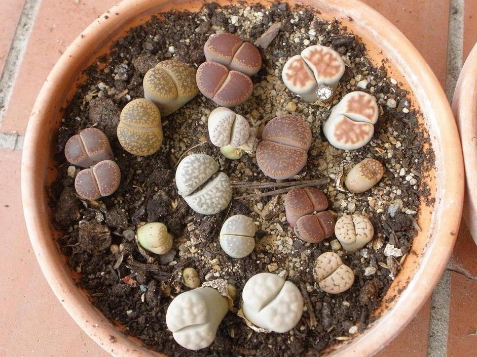 [Foto de planta, jardin, jardineria]