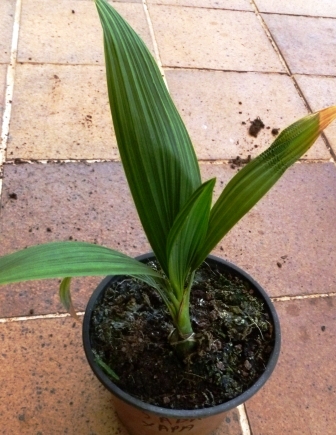 [Foto de planta, jardin, jardineria]