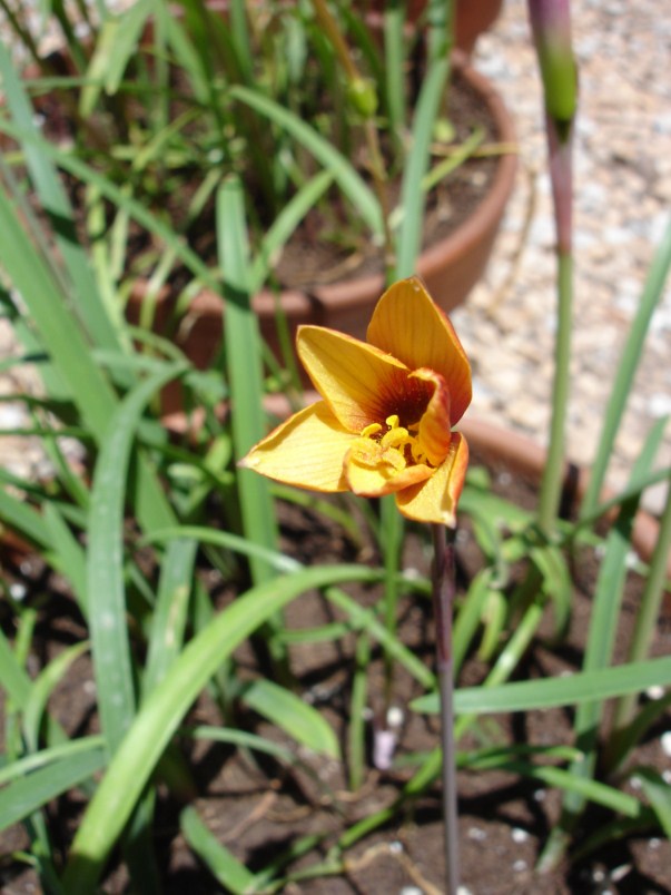 [Foto de planta, jardin, jardineria]